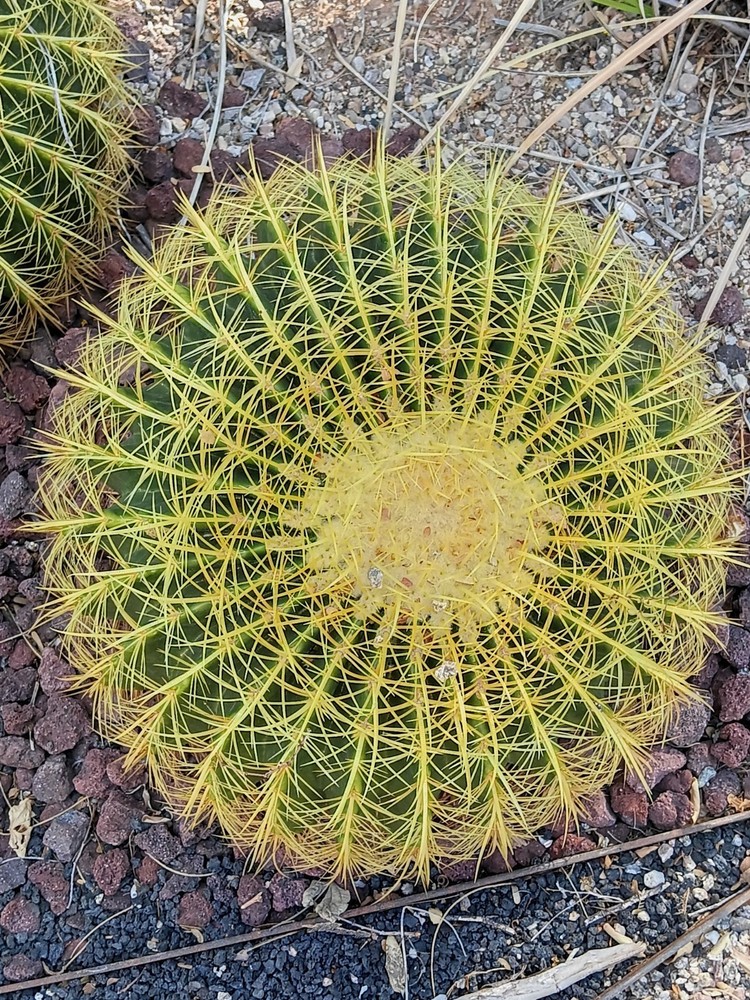 Cactus Tucson, Arizona. 8″ X 10″ Framed With Glass