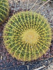 Cactus Tucson, Arizona. 8″ X 10″ Framed With Glass