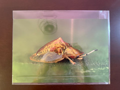 8×12 Sheer Gloss Metal Wall Art Tortoise Beetle Macro Nature Print