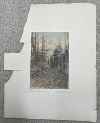 Fred Thompson Hand Colored Tinted Photograph NATURE’S CARPET Birch Trees Signed