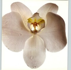 1980 Irving Penn ORIGINAL Phalaenopsis Palm Beach Orchid Art Photo 11″ X 14″