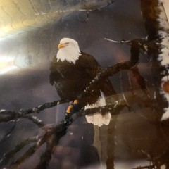 L@@k!!! BALD EAGLE PICTURE «On The Lookout» WILDLIFE 20″ Wide X 16″ Tall