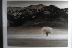 Framed Photograph Print With Glass “LONE TREE IV” by Dennis Frates 36×28”