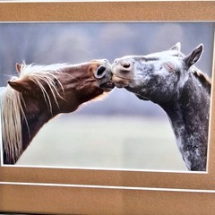 Clay Thurston Signed Photo Print 8×6″ Two Horses Noses Touching 10×8″ Frame