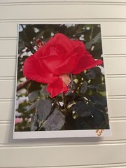 Garden Rose #4-landscape photograph 8.5×11