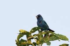 Indigo Bunting Photo, Pick One Image – Various Sizes
