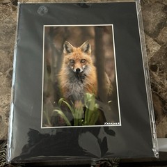SIGNED 5X7 MATTED RED FOX IN THE FOREST WILDLIFE PHOTO
