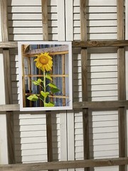 Landscape photograph- Sunflower Standing Tall 8.5×11