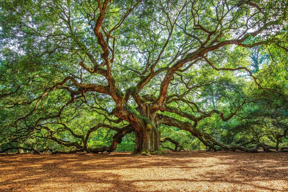 Nature Photography Print | Angel Oak Tree Picture | South Carolina Wall Art