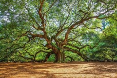 Nature Photography Print | Angel Oak Tree Picture | South Carolina Wall Art
