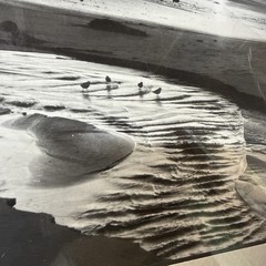 Ansel Adams Birds on a Beach Evening Framed Framed 1966 Photo 12×14 Wall Art VTG