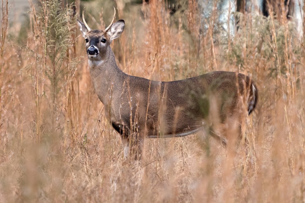 12×8 photo print of a white-tailed deer buck ready to mount. archival ink.