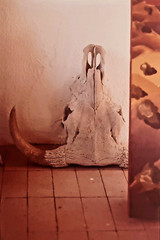 Vintage Signed Numbered Framed Photograph Cow Skull Southwest Desert 1979