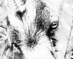 B&W Fine Art Archival Giclee Print: Gazing and Grazing Pygmy Goat