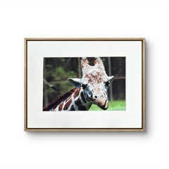 Giraffe Close Up Photo – Matted 8×10 African Wildlife Animal Wall Art