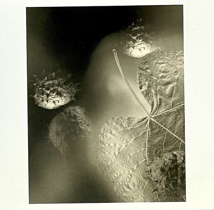 Gary Schneider (b. 1954) Art Announcement Card- Botanicals – 2001 Chicago