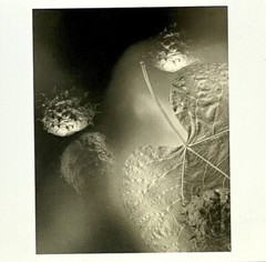 Gary Schneider (b. 1954) Art Announcement Card- Botanicals – 2001 Chicago
