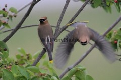 Cedar Waxwing Photo, Pick One Image – Various Sizes