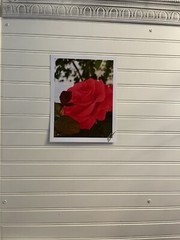 Garden Rose #11 – landscape photograph 8.5×11