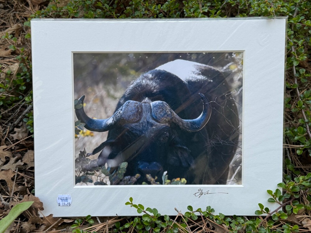Artist Greg Arbutine 8″x10″ Photograph in 11″x14″ black mat «African Buffalo»
