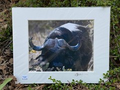 Artist Greg Arbutine 8″x10″ Photograph in 11″x14″ black mat «African Buffalo»
