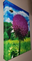 Canvas Photo Bee Landing on Wild Thistle, 16×20 Ltd Ed. Signed Gallery Wrapped