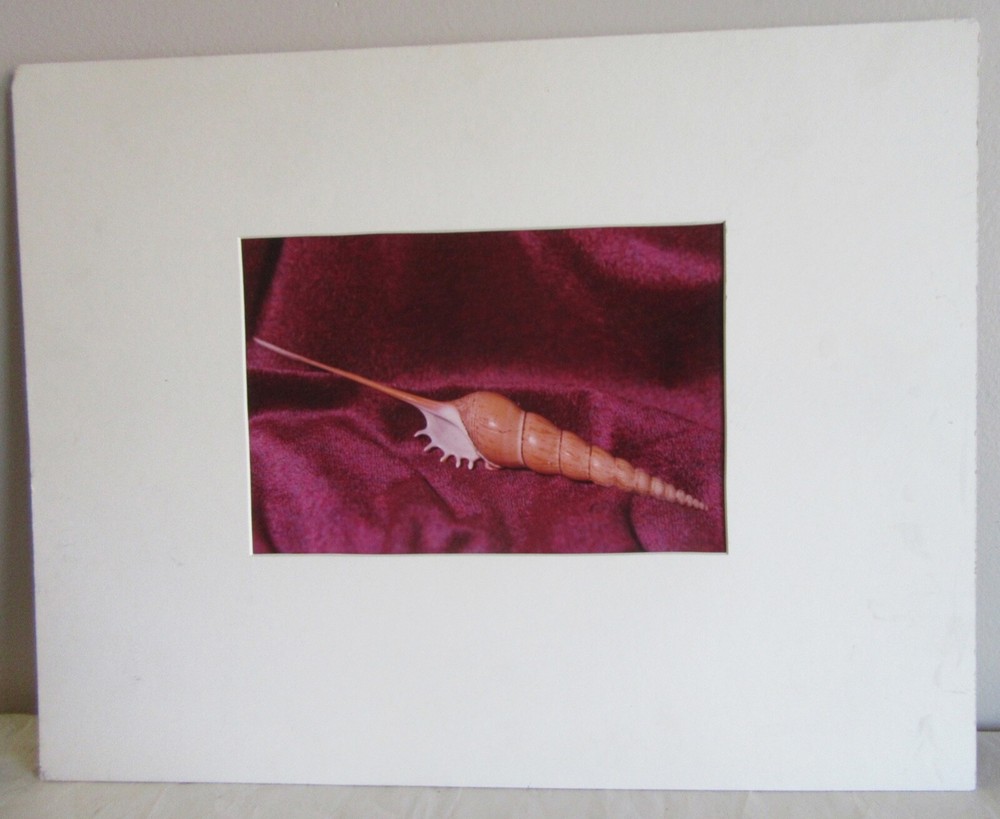 1980 Bruce «Futlet?» Tibia Shell Art Photograph Matted 18 x 14″