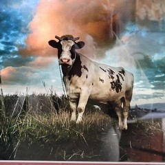 15×13 Framed Art  Enhanced Color Photography  Theme ‘The Cow’  Lightweight Frame