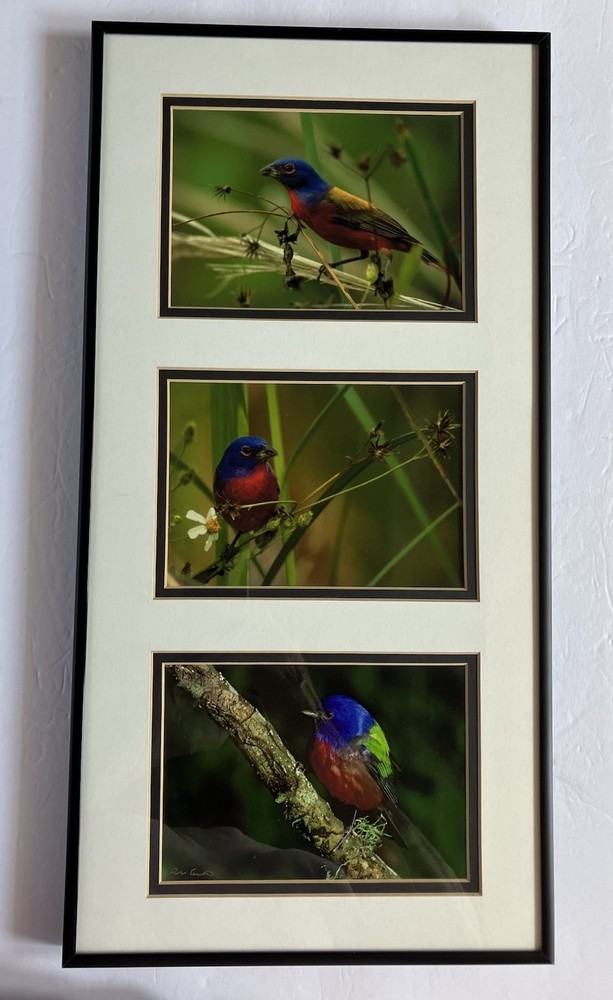 Framed/ Matted Photographs Painted Buntings Signed 20 X 10 Inches