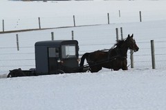 Amish Buggy Photo, Pick One Image – Various Sizes