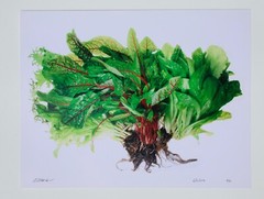 Farmers Market Greens – 17″ x 22″ Fine Art Photography Print – Food Photography