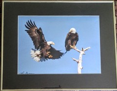 American Bald Eagles Bird Wildlife Photography Lou Newman Art Print