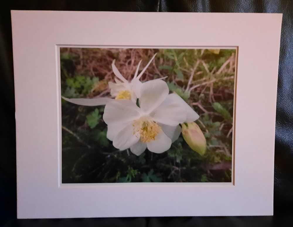 Matted Photograph: Columbine