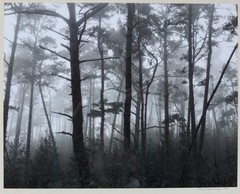 Robert (Bob) Werling 1976 Photograph Of Light In Forest Pencil Signed In Frame