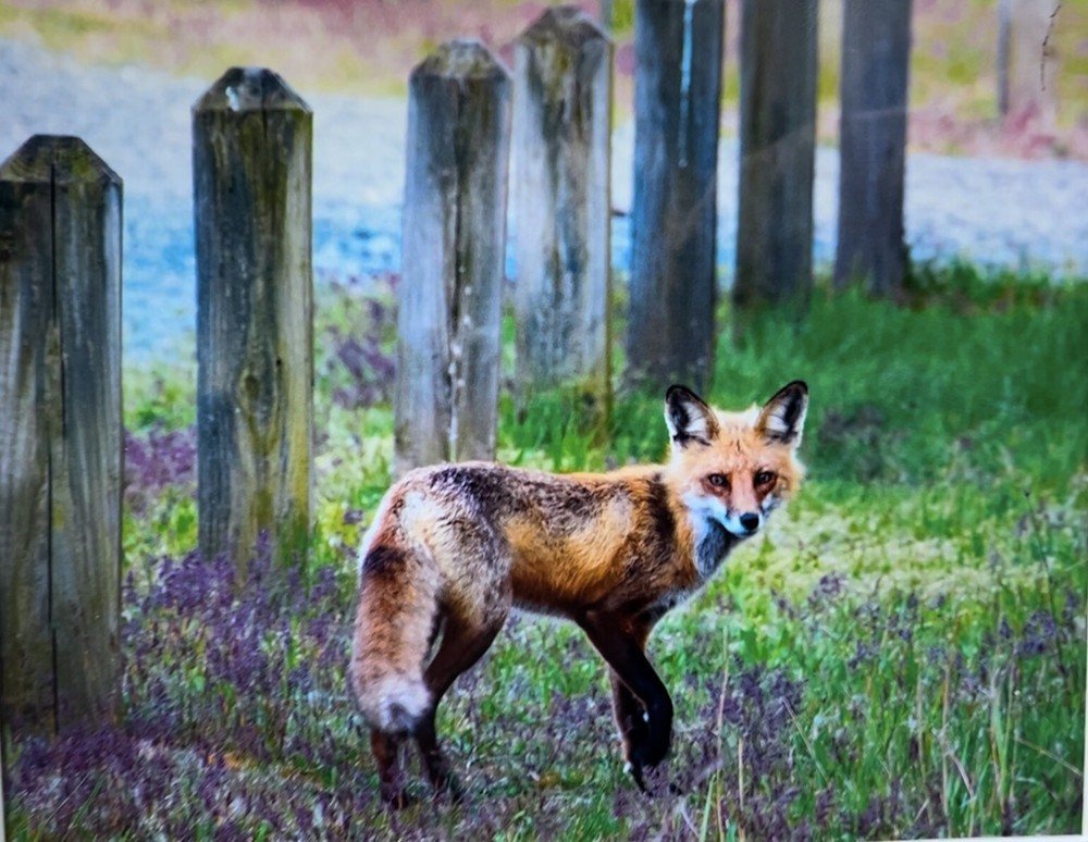 “Smart As A Fox,” Photograph, 12×15”