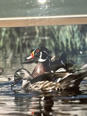 Framed 1983 Wood Duck Photography By Wildlife Photographer Pat Gerlach