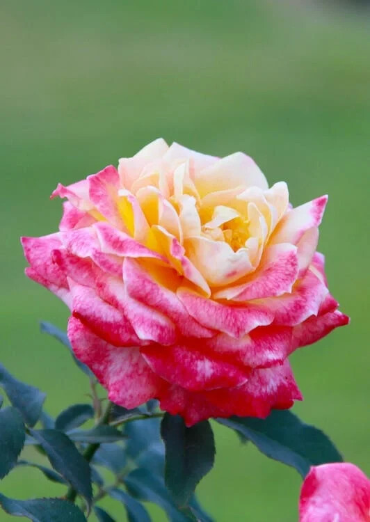 Digital Image Picture Photo Pic Wallpaper CLose-Up Shot of a Tea Rose in Bloom