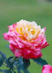 Digital Image Picture Photo Pic Wallpaper CLose-Up Shot of a Tea Rose in Bloom
