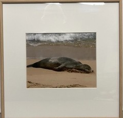 Hawaiian Monk Seal Fine Art Photography Framed Print 16×16 Matted Solid Oak Wood