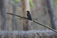 Eastern Kingbird Photo, Pick One Image – Various Sizes