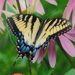 Eastern Tiger Swallowtail 5 x 7 Color Photo by Shirley Strom