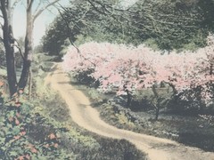 Wallace Nutting Hand-Colored Landscape Print, Decked as a Bride, Label Numbered