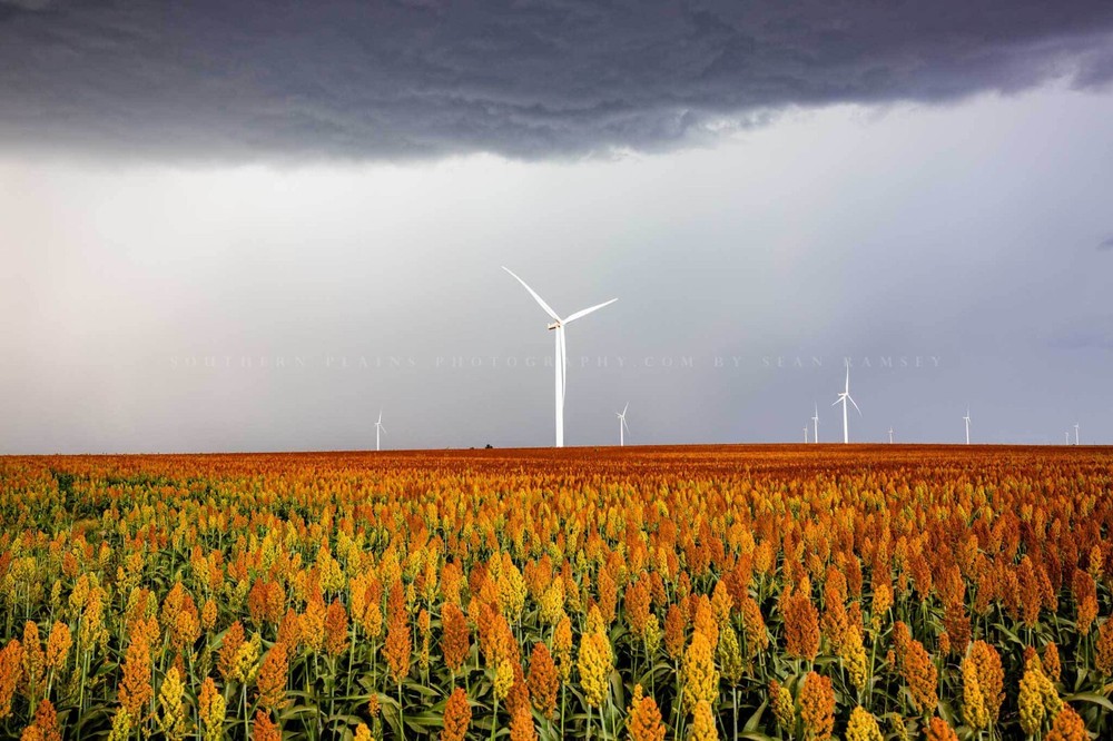 Sorghum Field Photography Print: Kansas, Farm, Wind Turbines, Picture, Photo