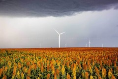 Sorghum Field Photography Print: Kansas, Farm, Wind Turbines, Picture, Photo