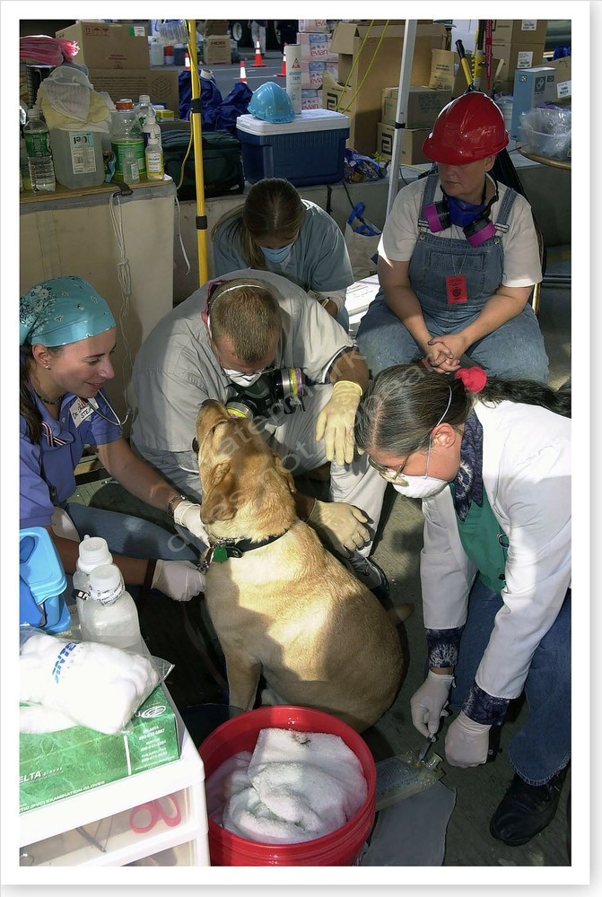 World Trade Center 9/11 Rescue Dog Silver Halide Photo September 11th