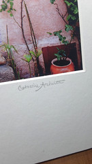 Catherine Archuleta Photograph Provence France SIGNED Pink House Roses + Purple