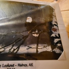 L@@k!!! BALD EAGLE PICTURE «On The Lookout» WILDLIFE 20″ Wide X 16″ Tall