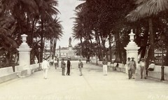 Larger size C. B. WAITE photo, MEXICO, Park in Veracruz, Coconut Palms, Vintage