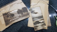 Original 1910 Countryside Flock Sheep Painted Photo Stewart Publishing Co. N.Y..