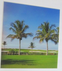 Palm Trees Day/Night 16×16 inch Lenticular Picture Michael Brown Signed 126/250